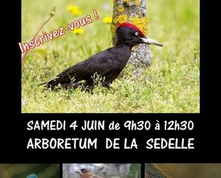 Samedi 4 juin 2016  – BALADE ORNITHOLOGIQUE