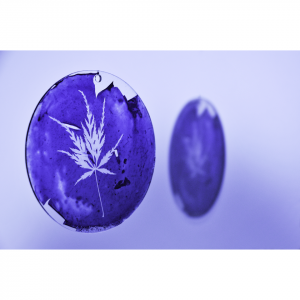 Atelier – Cyanotypes sur verre