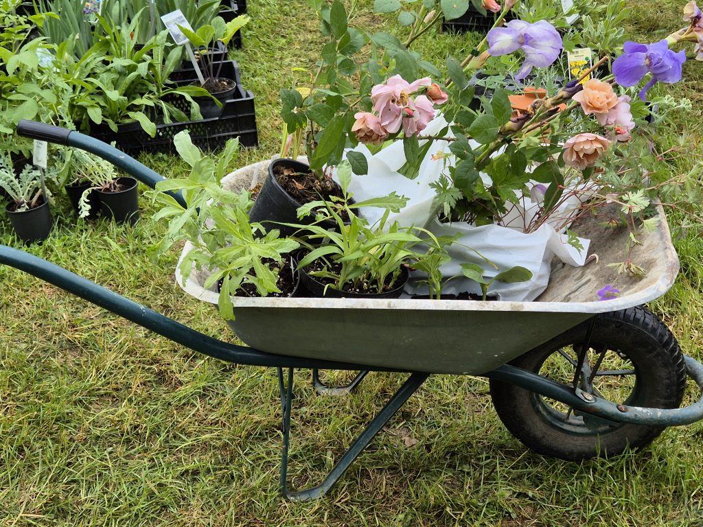 PLANT DAYS