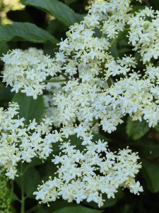 Atelier – Découverte des plantes sauvages comestibles et médicinales avec Juliette Martinet
