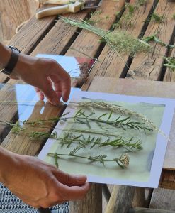 Atelier – Cyanotypes sur papier