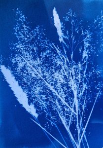 Atelier – Cyanotypes sur papier