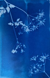 Atelier – Cyanotypes sur textile