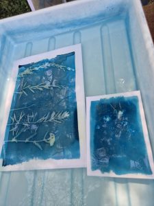 Atelier – Cyanotypes sur verre
