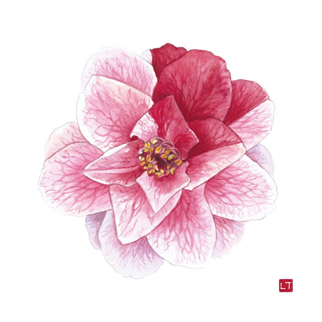 EXPOSITION— La voix des fleurs par Lise THEVENOT