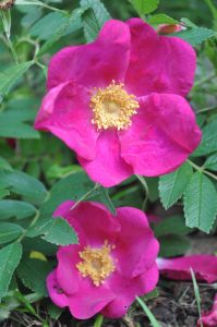 Atelier – Confection de remèdes médicinaux à base de plantes sauvages