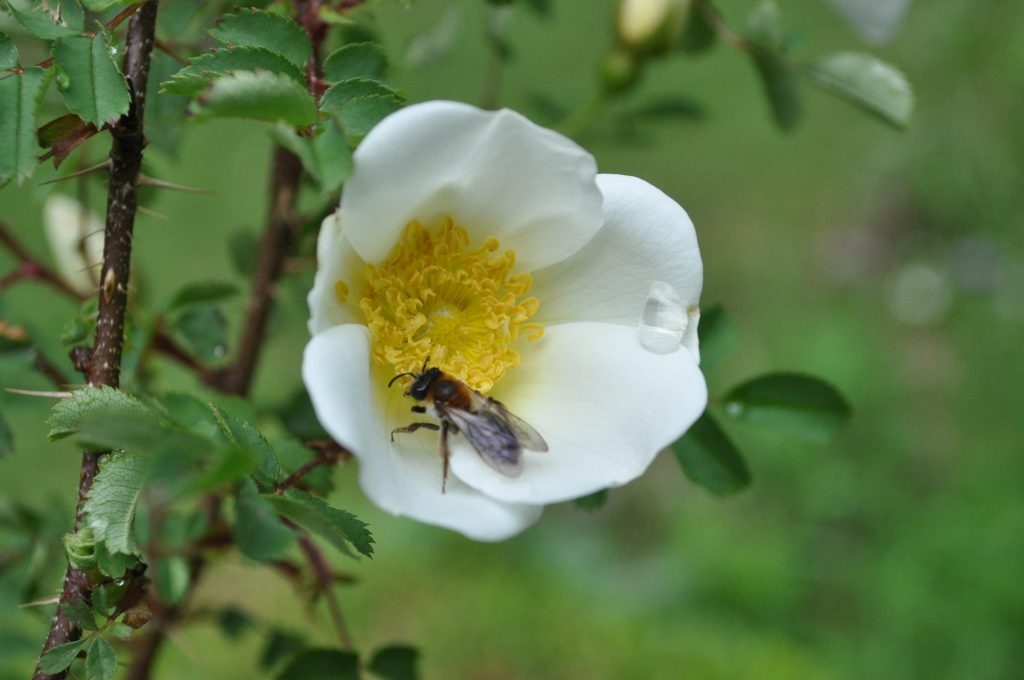 RENDEZ-VOUS AU JARDIN