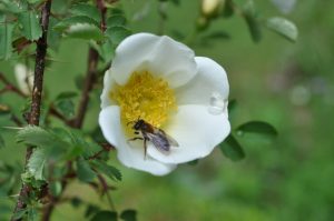 Rendez-vous au jardin