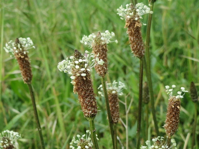 ATELIER – Découverte des plantes sauvages comestibles et médicinales