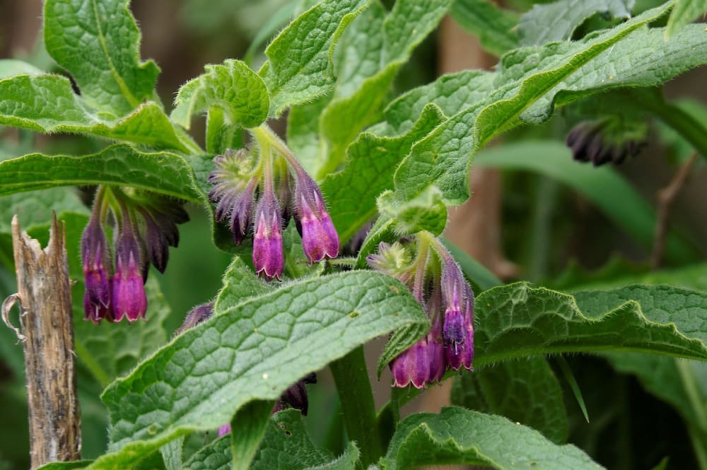 ATELIER – Découverte des plantes sauvages comestibles et médicinales