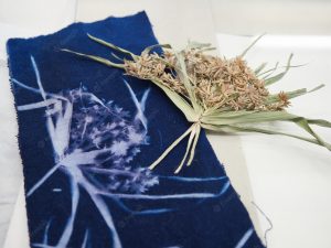 Atelier – Cyanotypes sur papier