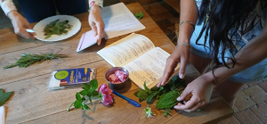 Atelier – Confection de remèdes médicinaux à base de plantes sauvages