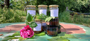 Atelier – Confection de remèdes médicinaux à base de plantes sauvages